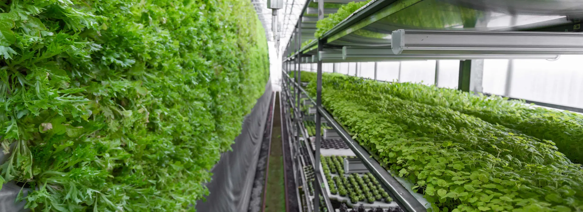 Vertical Farming System Manufacturer
