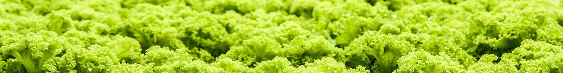 Vertical Farming System