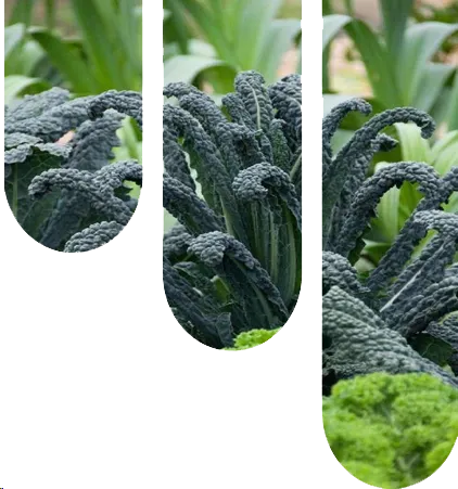 automated vertical farming system solutions