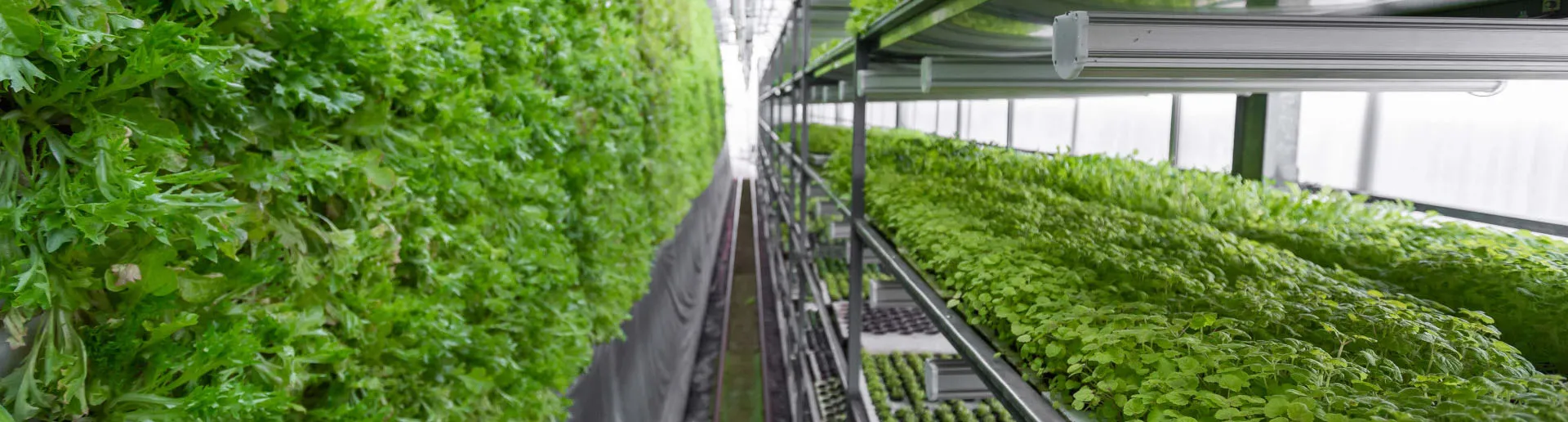 Vertical Farming System Solution