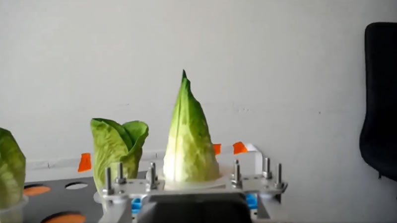 Automated Lettuce Planting and Harvesting