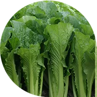 Chinese Cabbage