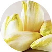Endive
