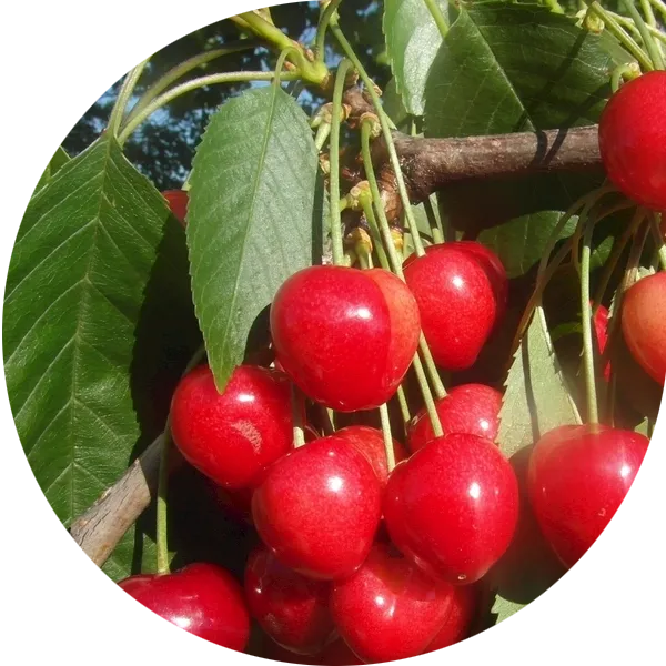 Multiple Growing Methods