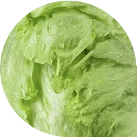 Head Lettuce