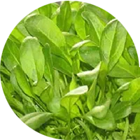 Microgreens