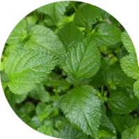 Mint, Basil