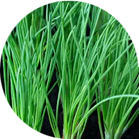 Scallions, Chives