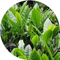 Tea Plant
