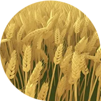 Wheat