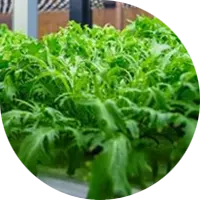 High Efficiency and Increased Productivity