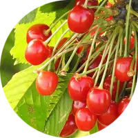Multiple Growing Methods