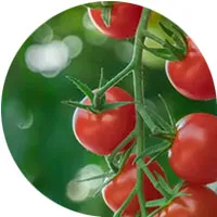 Cherry Tomatoes
