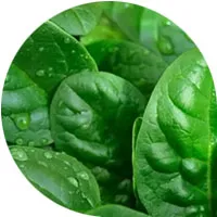 Spinach