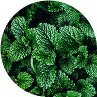 Mint