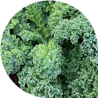 Kale