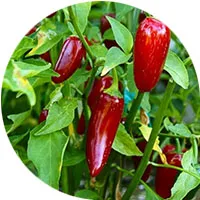 Jalapeno