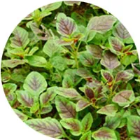 Red Spinach