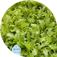 Endive