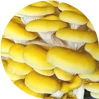 Mushroom