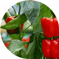 Bell Peppers