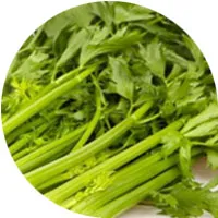 Celery