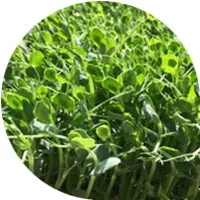 Pea Seedings