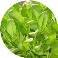 Small Spinach