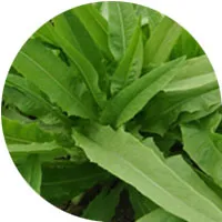 Lactuca Sativa