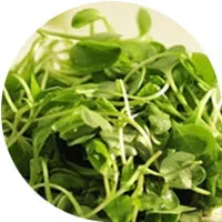 Radish Sprouts