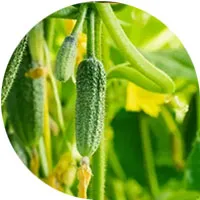 Cucumbers