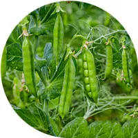 Green Peas
