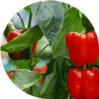 Sweet Peppers
