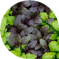 Basil