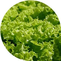 Lettuce