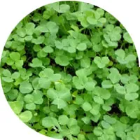 California Burclover