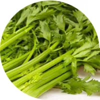 Celery