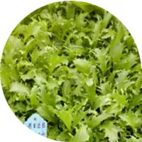 Endive