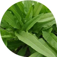 Lactuca Satival