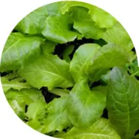 Lettuce