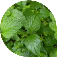 Mint