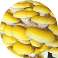 Mushroom