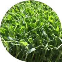Pea Seedings