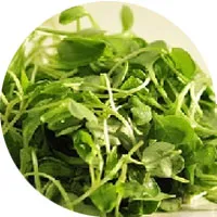 Radish Sprouts