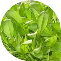 Small Spinach